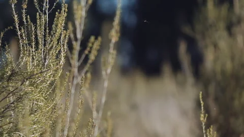 High grass little windy with bugs flying Stock Footage 252422014