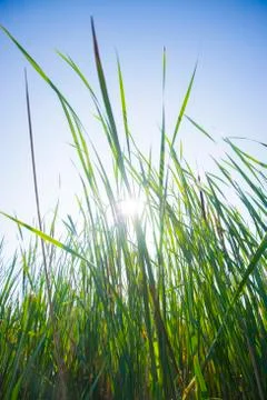 High grass on marsh lands Stock Photos