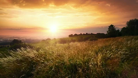 High Grass moved by gentle breeze at beautiful sunset Stock Footage 103222693