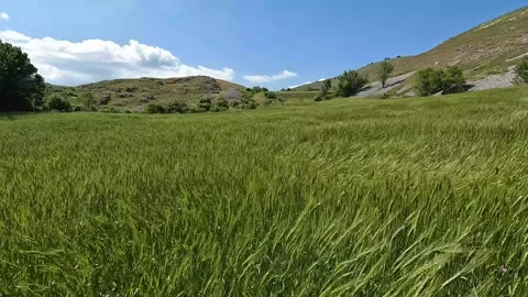High Grass Moves With The Wind Stock Footage 199215294