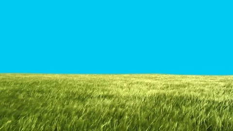 High Grass Moves with the Wind Loop Green Screen Stock Footage