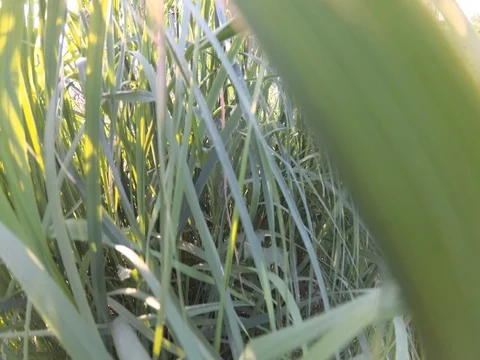 In the high grass of my garden Stock Footage 75871130
