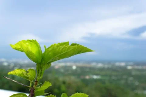 On the high grass. Stock-Fotos