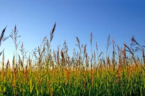 High grass Foto stock