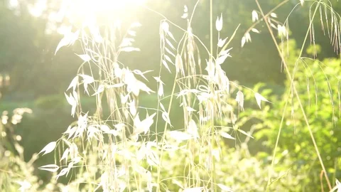 High grass by the river on sunset, 4K Vidéo 76124103