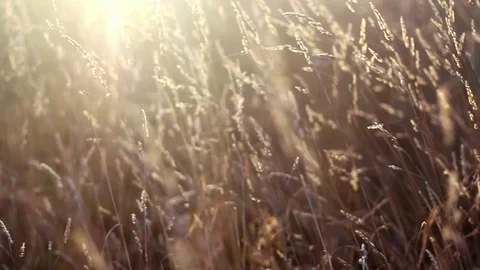 High Grass Shallow Depth of Field Steadicam at Sunrise 動画素材 83505796