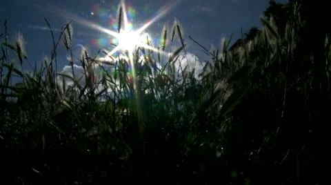 High grass silhouette Video stock 11163630
