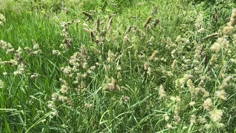 High grass stems with unripe ears, top view close-up Stock Footage 339791884