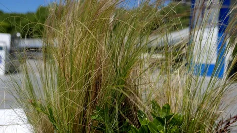 High grass waving with the wind. People unidentified passing by behind Stock Footage 106664494