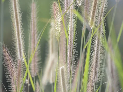 High grass waving on the wind in summer field Stock Footage 80593055
