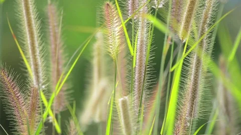 High grass waving on the wind in summer field Stock Footage 81480105