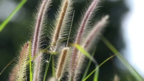 High grass waving on the wind in summer field Видео 81480317