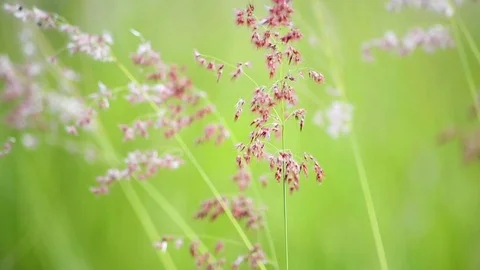 High grass waving on the wind in summer field Stock Footage 81545367