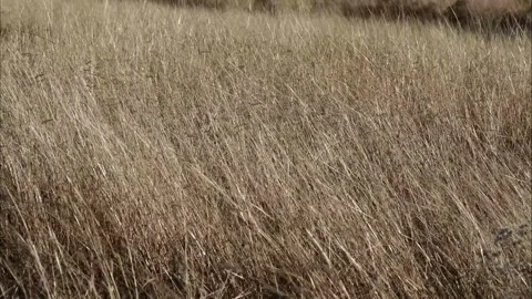 High grass in the wind Stock Footage