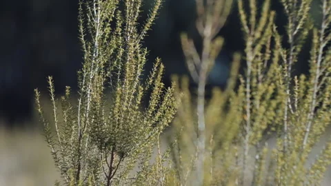 High grass in the wind Stock Footage 252421988