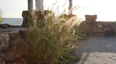 High grass on the wind growing on the sea shore Stock Footage 48713925