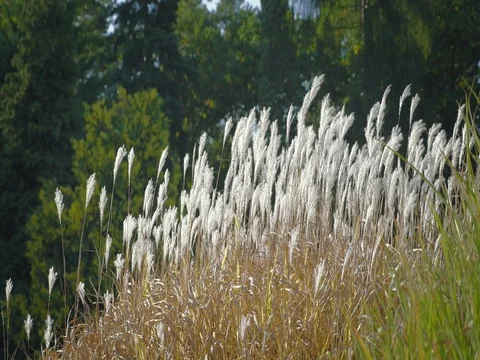 High grass in wind. Side shot at sunset. Natural background, dreamy atmosphere. Видео 80786965