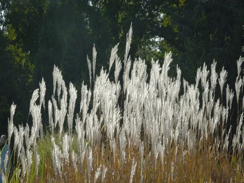 High grass in wind. Side shot at sunset. Natural background, dreamy atmosphere. Vidéo 80788737