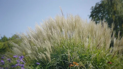 High grass in wind. Side shot at sunset. Natural background, dreamy atmosphere. 動画素材 82639433