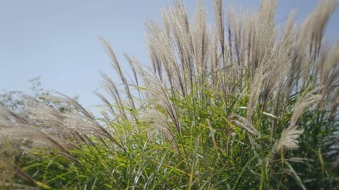High grass in wind. Side shot at sunset. Natural background, dreamy atmosphere. 库存影片 82639454