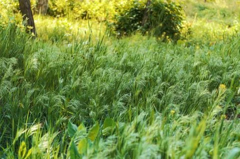 High grass in the wood. Stock Photos