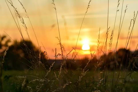 High  grasses  by sunset in the foreground Stock Photos