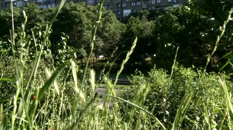 High grassm bushes and high way Stock Footage 11216751