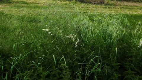 High green grass on the field moving in the wind, 4K Video stock 75658761