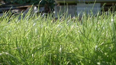 High green grass in a garden Stock Footage 68425862