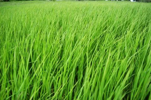 High green grass. Stock Photos