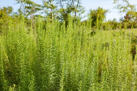 High green grass Stock Photos