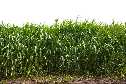 High green grass Stock Photos