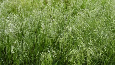 High green grass swaying in the wind. Stock Footage