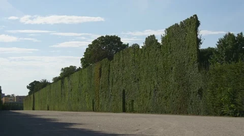 High green hedge from tree foliage in park Video stock 67580567