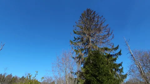 The high green spruce tree on the forest in Estonia Stock Footage 256451639