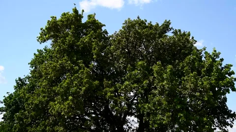 High green tree sways in the wind against the blue sky Stock Footage 273197720