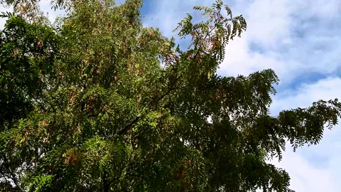 High green tree sways in the wind against the blue sky Stock Footage 281508395