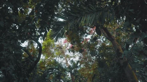 High green trees Stock Footage 151051692