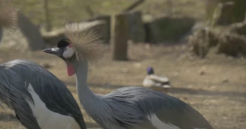 High Grey Herons Cleans a Feathers From a Dirt Stock Footage 61907390