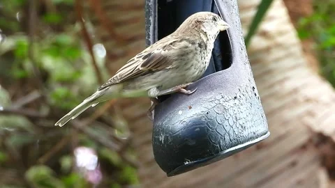 High heeled bird Stock Footage 206271268