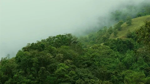 High Humidity In Jungle Rainforest. Epic Nature timelapse background Stock Footage 76628182