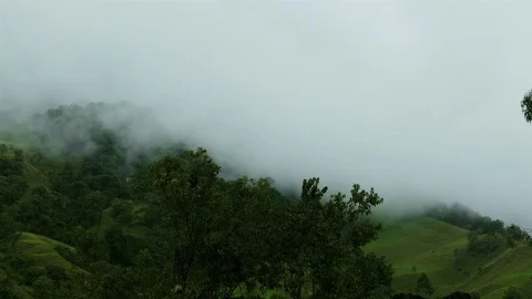 High Humidity In Jungle Rainforest. Epic Nature timelapse background Stock Footage 77079642