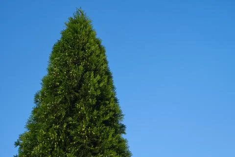 High Juniper tree on blue sky backgroud. Stock Photos
