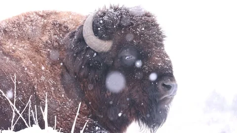 High key buffalo bull in winter during snowstorm Stock Footage 167696853
