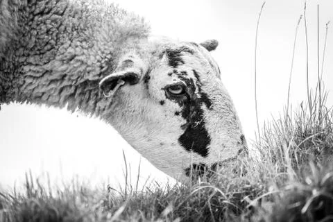 High Key Close Up Of A Sheep's Face Stock Photos