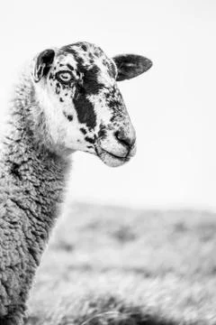 High Key Close Up Of A Sheep's Face Foto stock