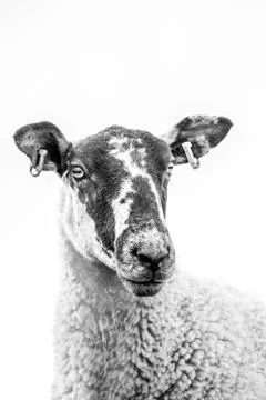High Key Close Up Of A Sheep's Face Stock Photos