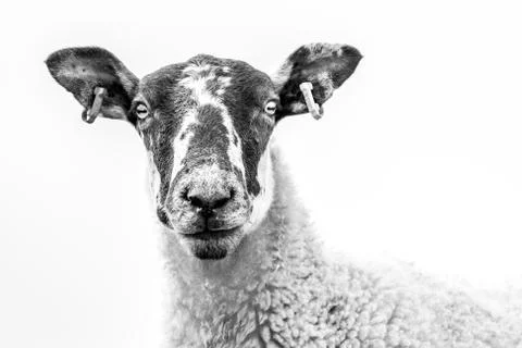 High Key Close Up Of A Sheep's Face Stock Photos