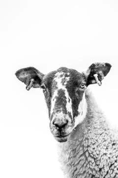 High Key Close Up Of A Sheep's Face Stock Photos