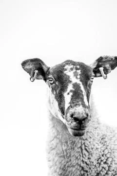 High Key Close Up Of A Sheep's Face Stock Photos